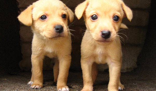 Jaką rasą psa jesteś ?