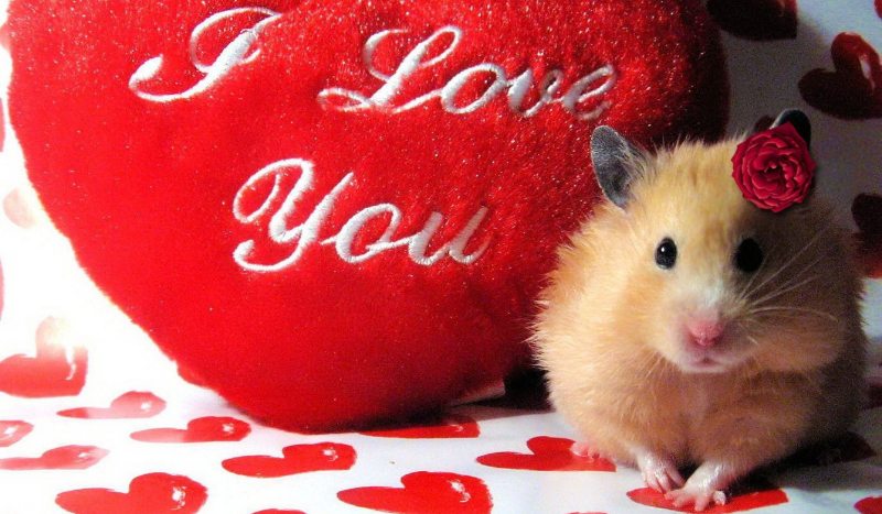 Jaką masz wiedzę o chomikach?