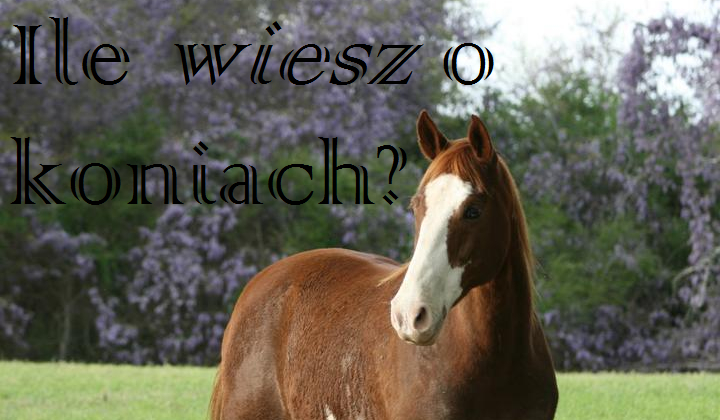 Ile wiesz o koniach?
