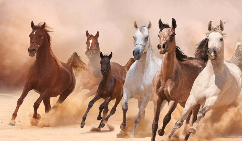 Czy umiesz jeździć konno ?