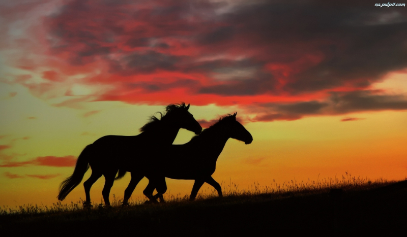 Kochasz konie?