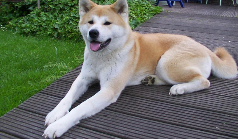 jaką jesteś galaretką?