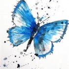 LittleButterfly