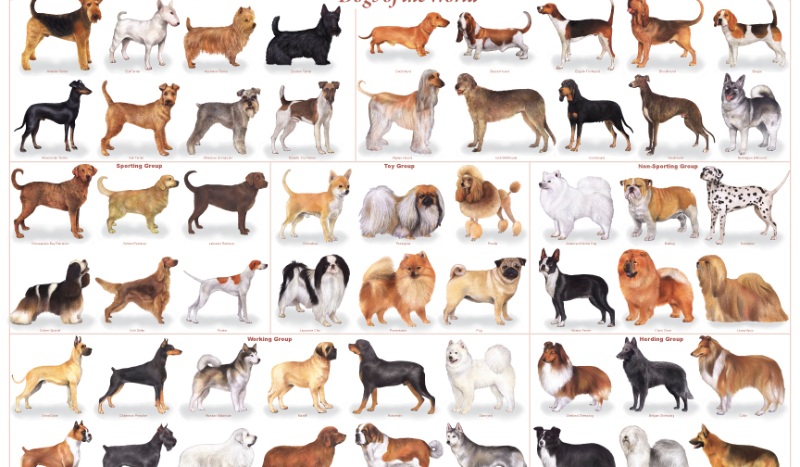 Czy rozpoznasz rasy psów?