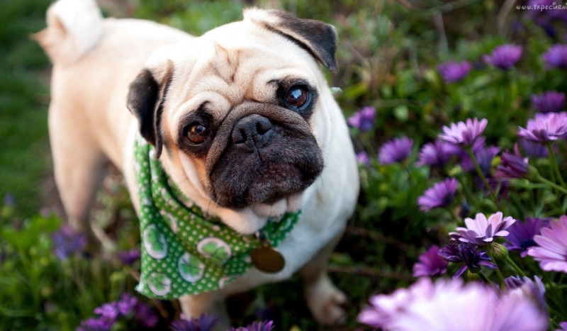 Moja praca na konkurs Miłośniczki Mopsów :3