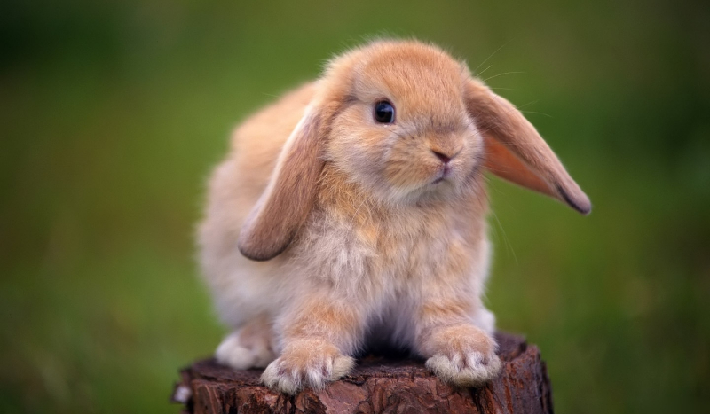 Życie królika #1