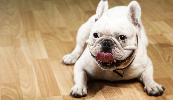 czy odgadniesz rasy psów?