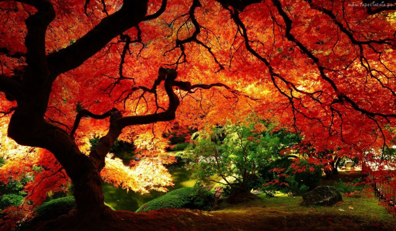 krótki test o fnafie