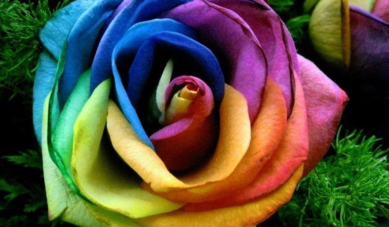 Jakim jesteś kwiatem/