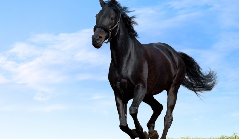 Czy pasujesz na konia?