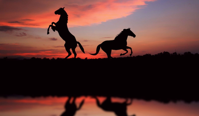 Jak dobrze znasz sie na koniach?