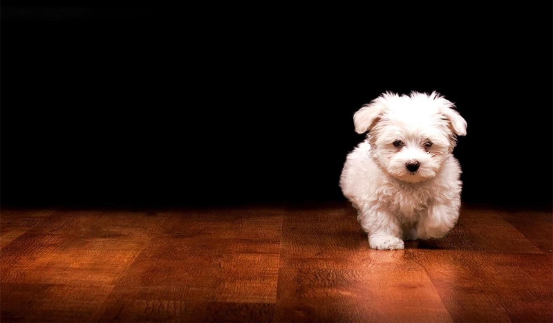 W ilu procentach jestes podobny do psa ?