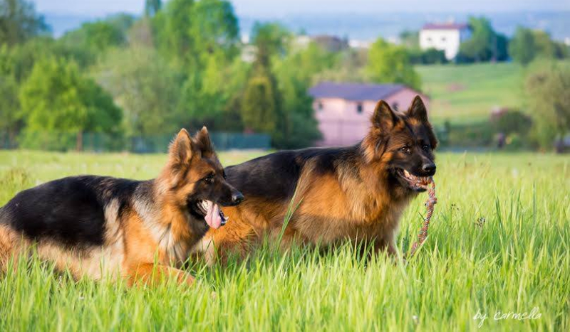 Jak dobrze znasz rasy piesków