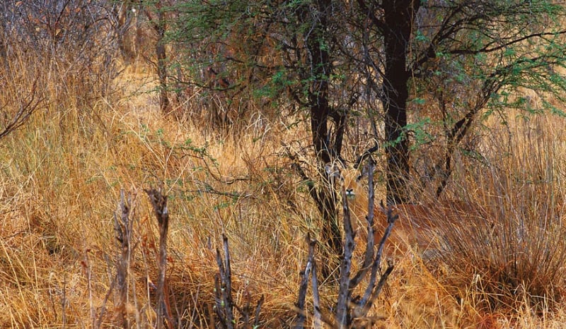 Jak dobry masz wzrok?