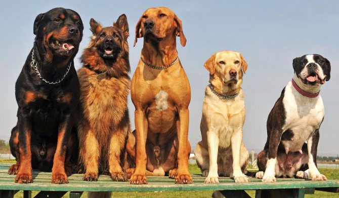 Czy rozpoznasz te rasy psów ?