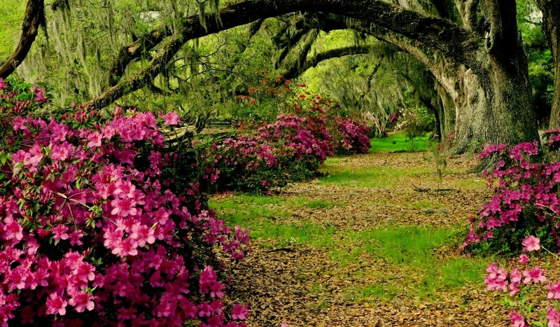 Jakim kwiatem jesteś?