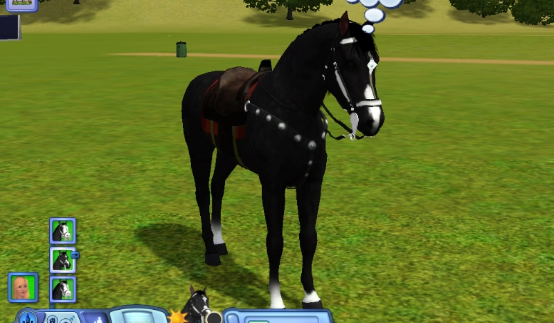 jakim koniem jesteś?