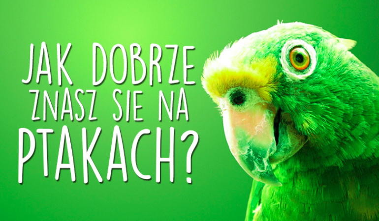 Jak dobrze znasz się na ptakach?