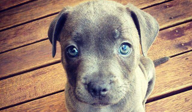 Jakim zwierzęciem jesteś ?