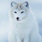 WinterFoxPL