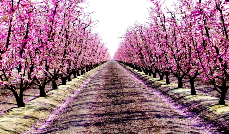 Przerzyjesz w swiecie Disney?