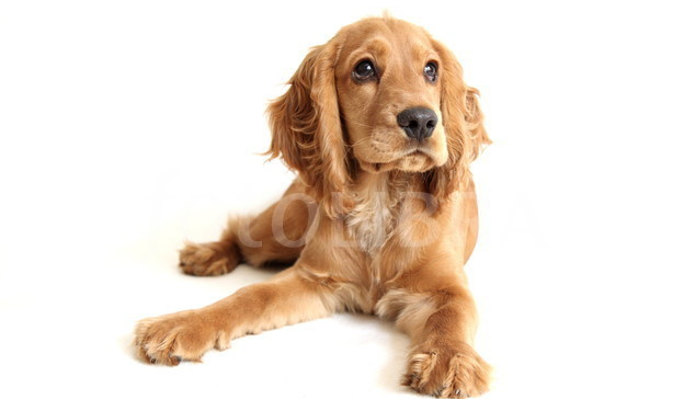 czy znasz rasy psów?