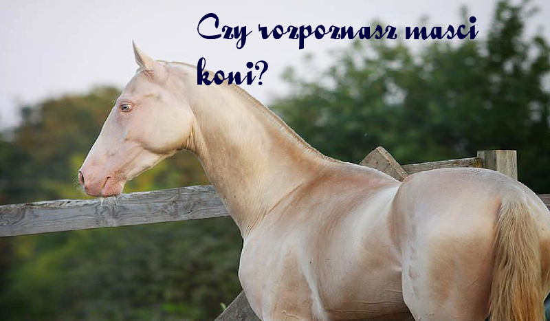 Czy rozpoznasz maści koni?