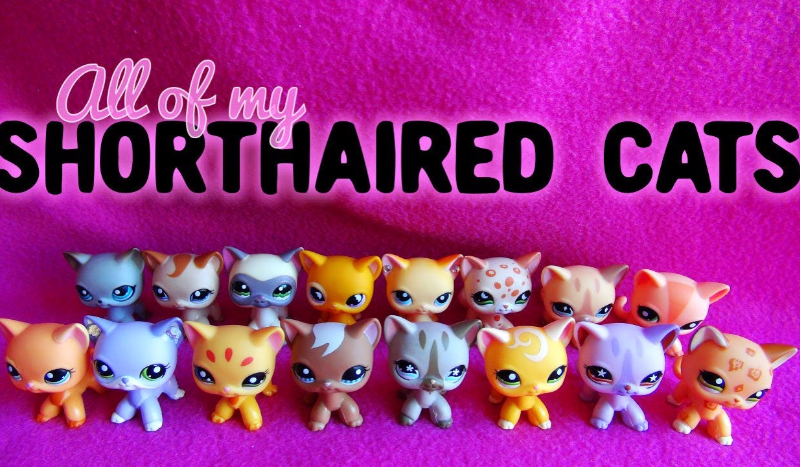 Jakim shorthairem jesteś?