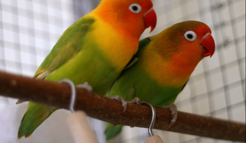 Czy znasz Ole (OLUSIAMIKU) ?