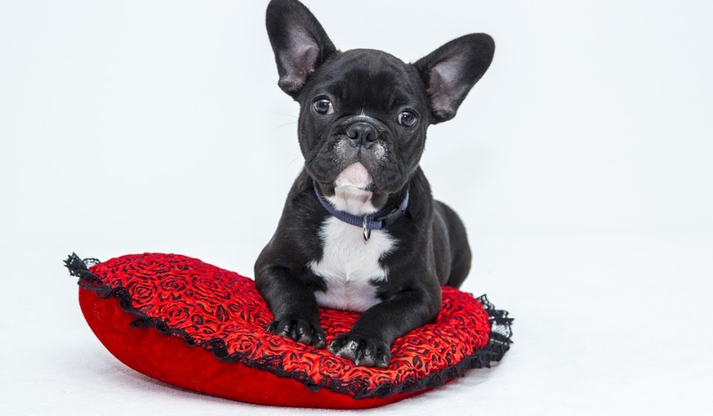 TWOJE KOCHANE ZWIERZĘ