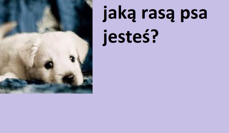 jaką rasą psa jesteś?