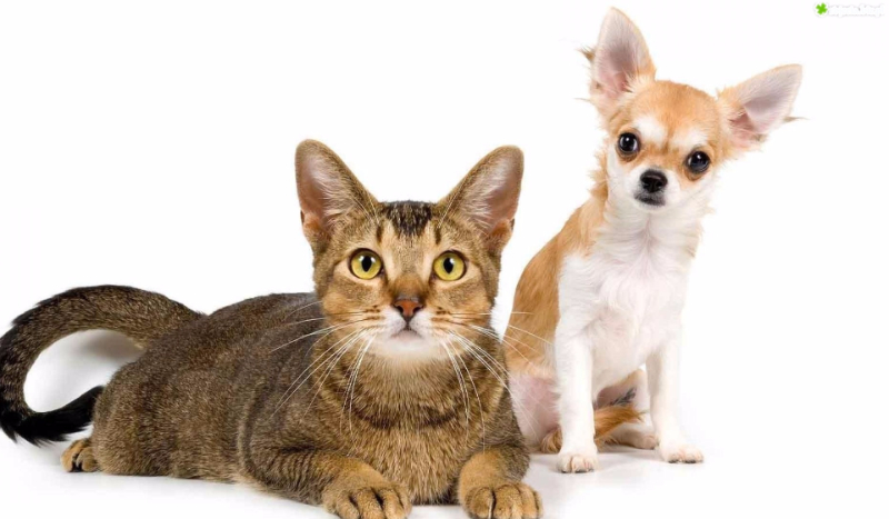 Pies czy kot? Którym zwierzakiem zajął byś się lepiej?