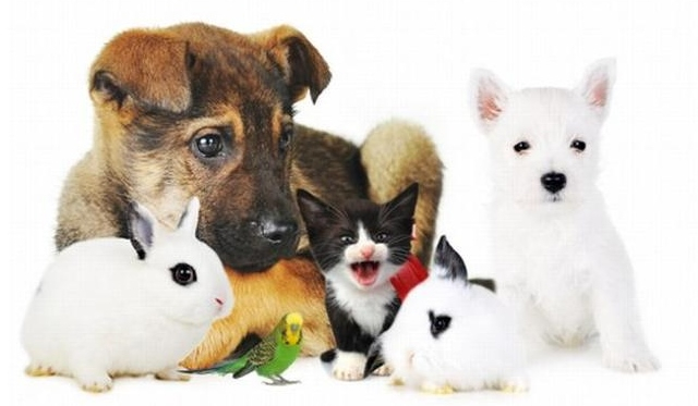 jakim zwierzęciem jesteś?