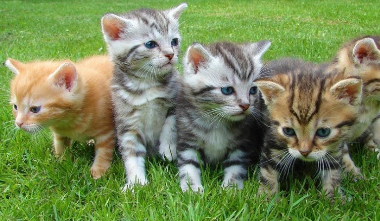 Magiczny Kotek 0# zapowieść seri