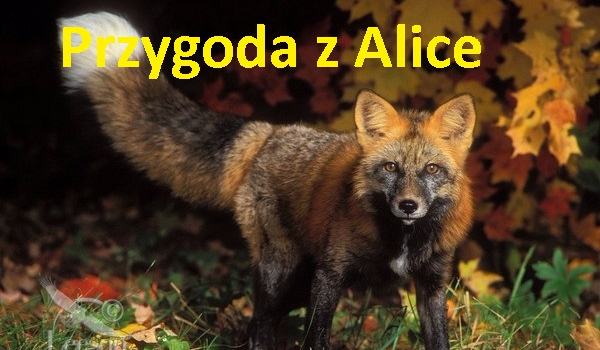 Przygoda z Alice cz.2
