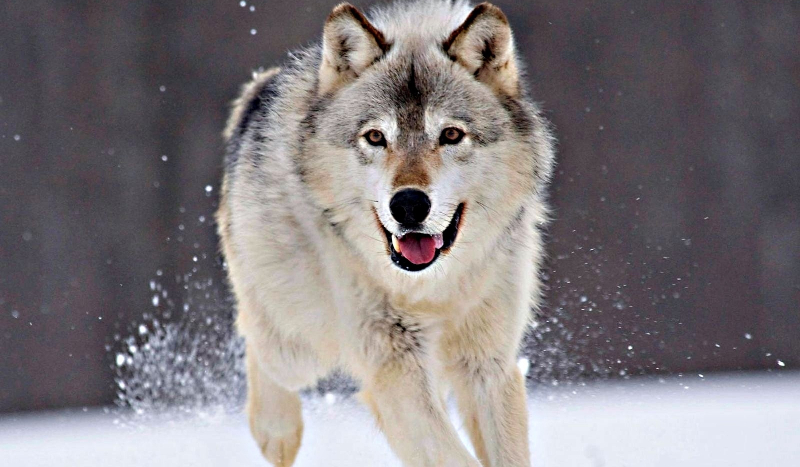 Czy rozpoznasz te psowate?