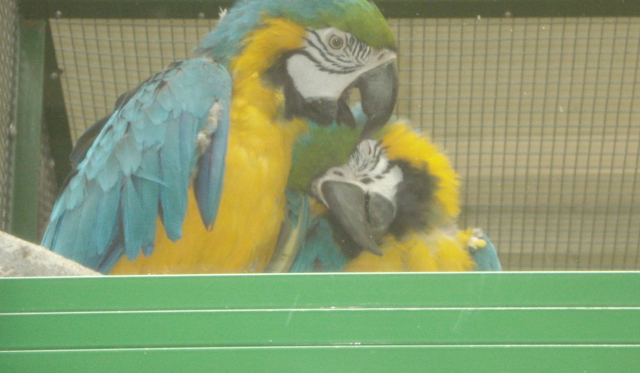 jakie zwierzę do ciebie pasuję