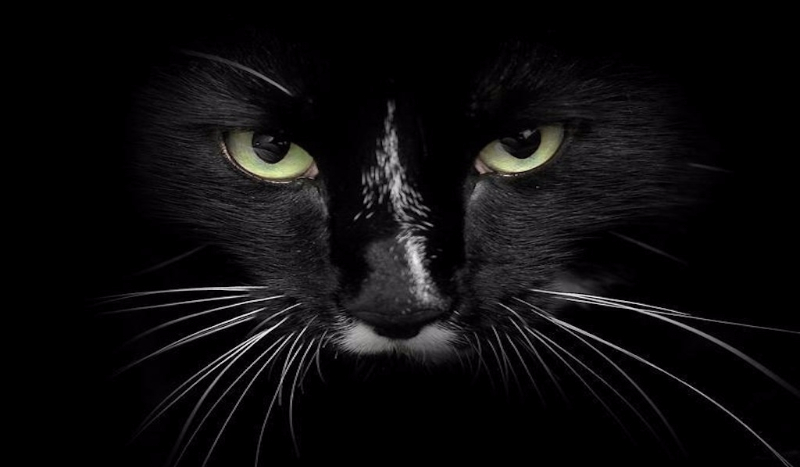 Jakim potworem jesteś?