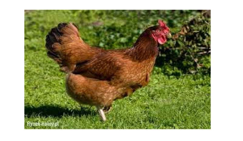 opowieść mojej babci