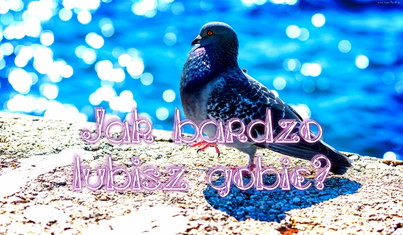 Jak bardzo lubisz gołębie?