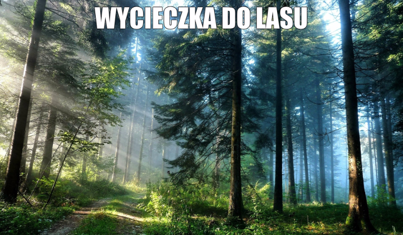 Wycieczka do lasu