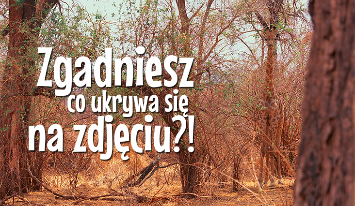 Czy zgadniesz co jest na obrazku?