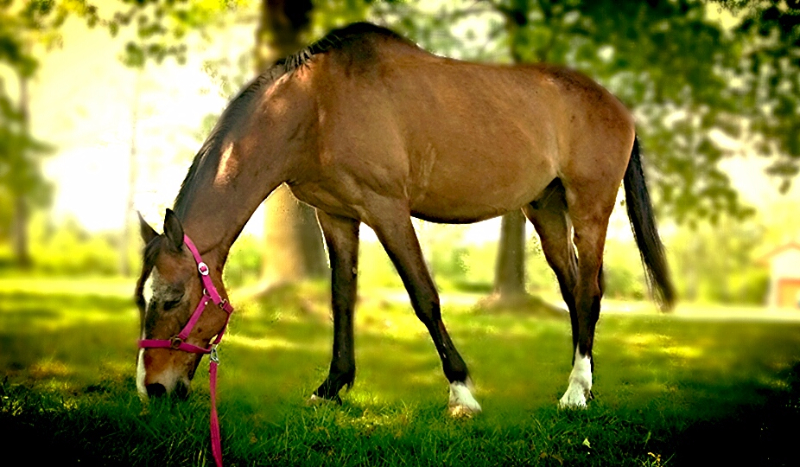 Test prawdziwego koniarza