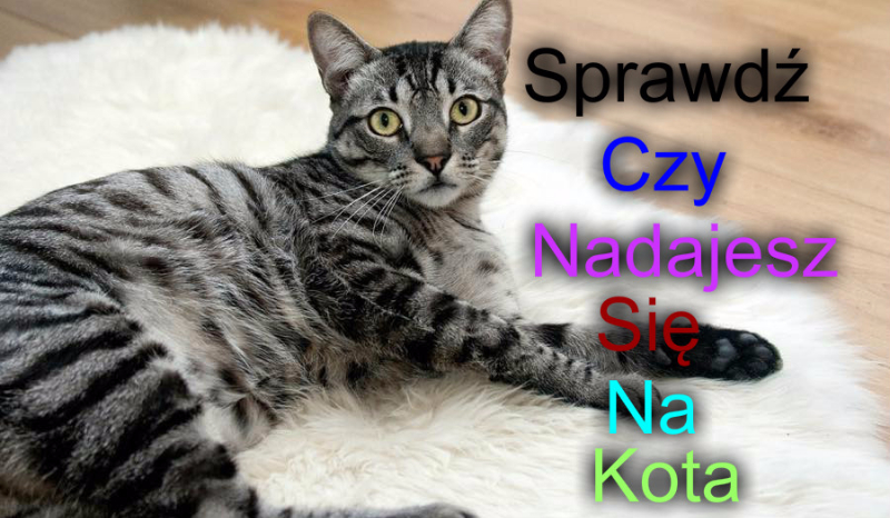 Czy nadajesz się na kota ?
