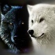 LunaWolfxD