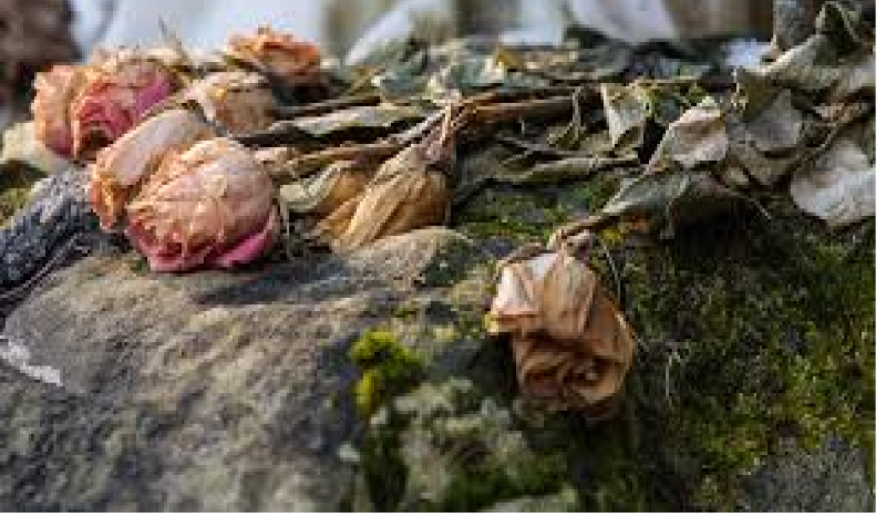 Czy jesteś foch-mistrzem?