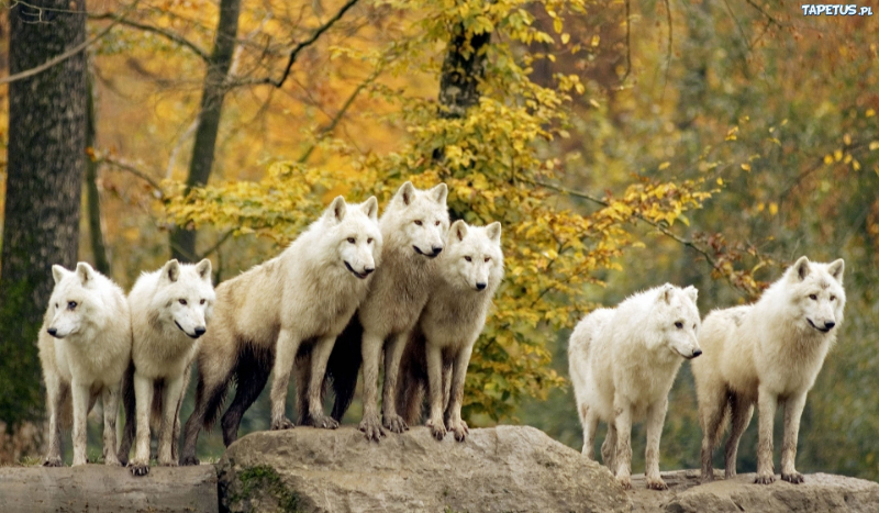 Wilczy Klan #3 [ZAKOŃCZENIE]