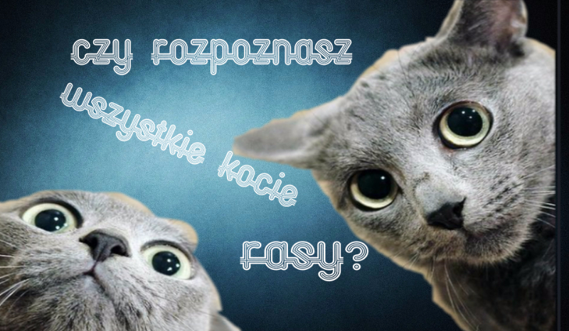 Czy uda Ci się rozpoznać rasy kotów?