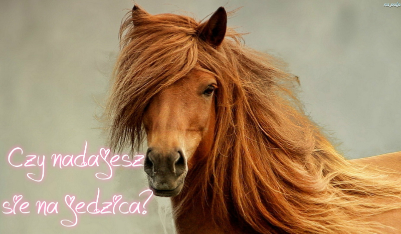 Czy na dajesz się na jeźca?