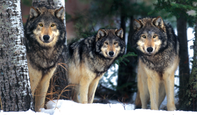 Jak dobrze znasz wilki?